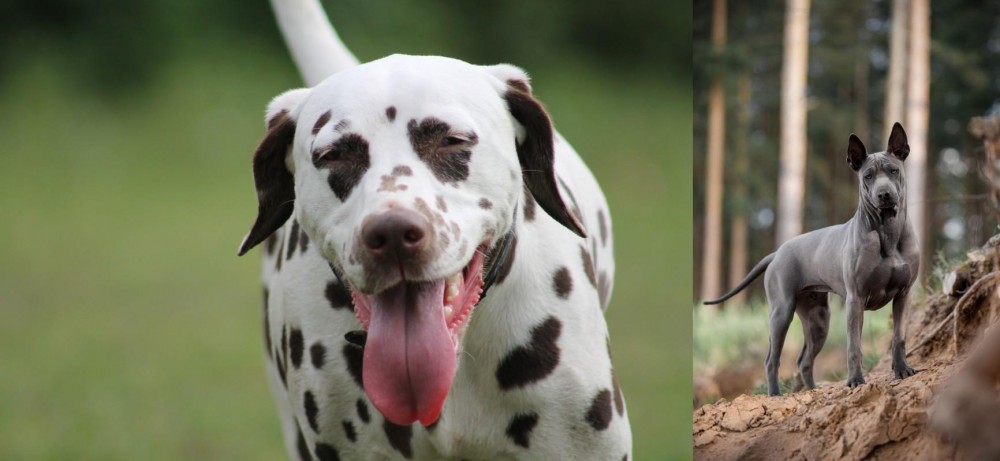 Thai Ridgeback vs Dalmatian - Breed Comparison