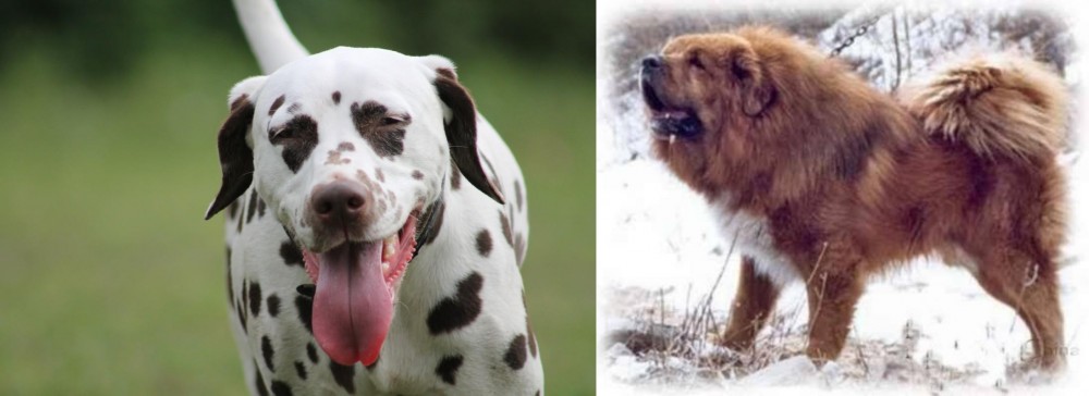 Tibetan Kyi Apso vs Dalmatian - Breed Comparison