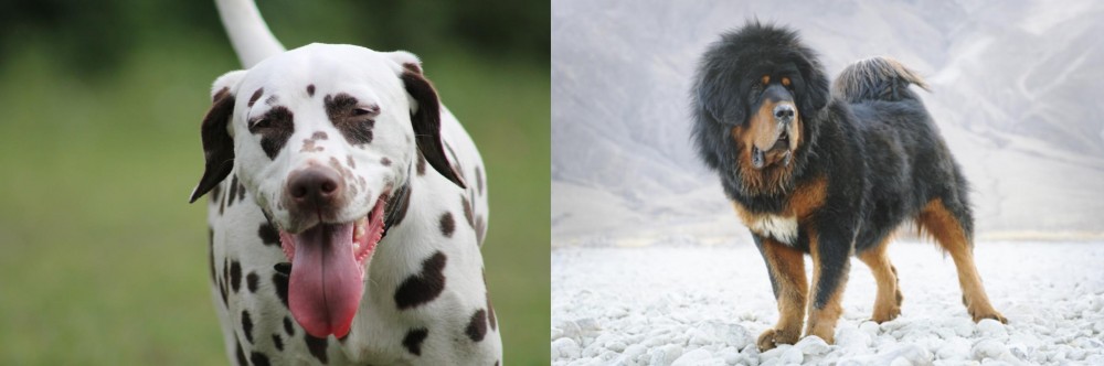 Tibetan Mastiff vs Dalmatian - Breed Comparison