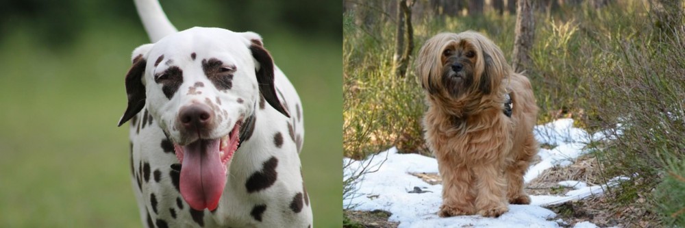 Tibetan Terrier vs Dalmatian - Breed Comparison