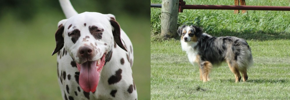 Toy Australian Shepherd vs Dalmatian - Breed Comparison