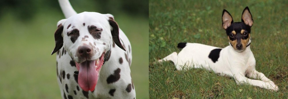Toy Fox Terrier vs Dalmatian - Breed Comparison