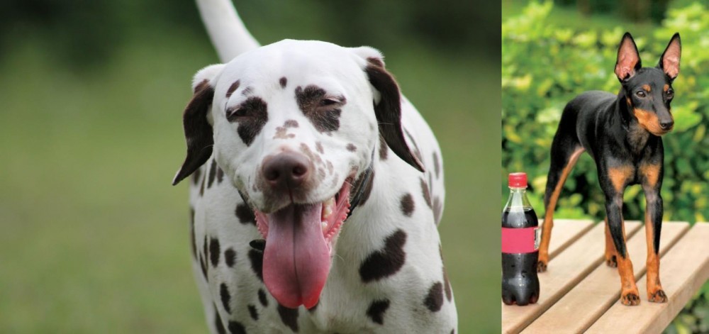 Toy Manchester Terrier vs Dalmatian - Breed Comparison