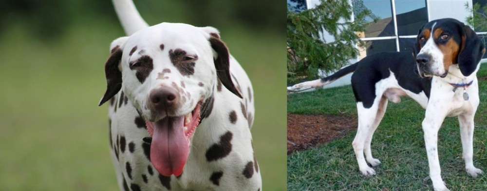 Treeing Walker Coonhound vs Dalmatian - Breed Comparison