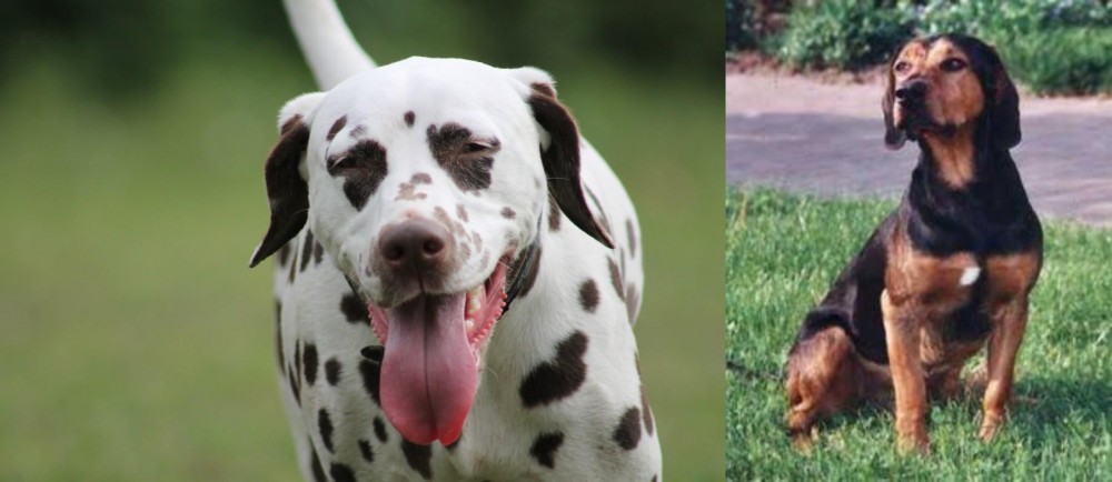 Tyrolean Hound vs Dalmatian - Breed Comparison