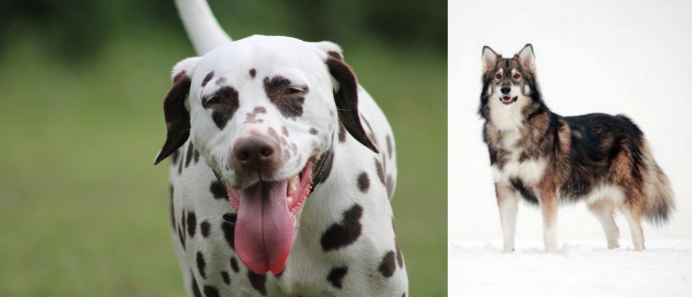 Utonagan vs Dalmatian - Breed Comparison