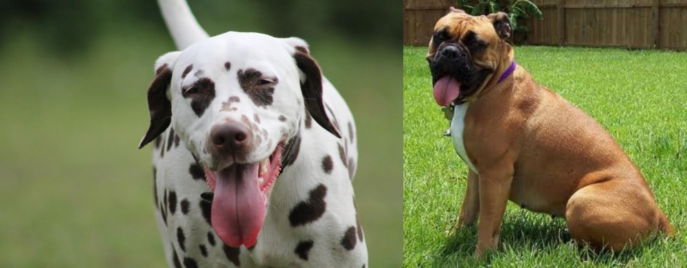 Valley Bulldog vs Dalmatian - Breed Comparison