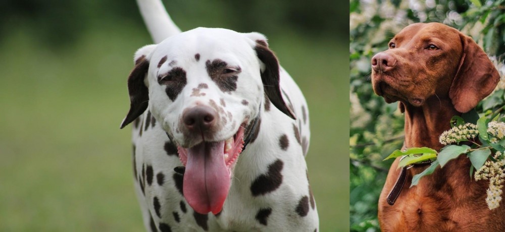 Vizsla vs Dalmatian - Breed Comparison
