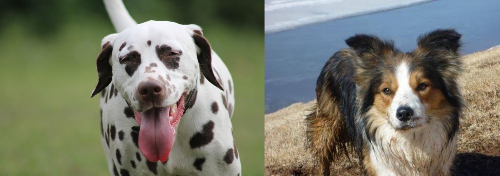 Welsh Sheepdog vs Dalmatian - Breed Comparison