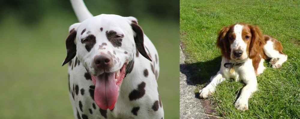 Welsh Springer Spaniel vs Dalmatian - Breed Comparison