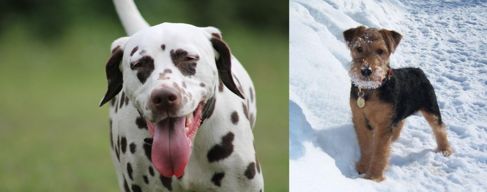 Welsh Terrier vs Dalmatian - Breed Comparison