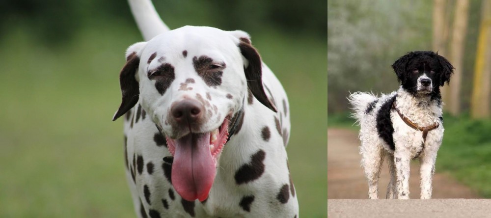 Wetterhoun vs Dalmatian - Breed Comparison