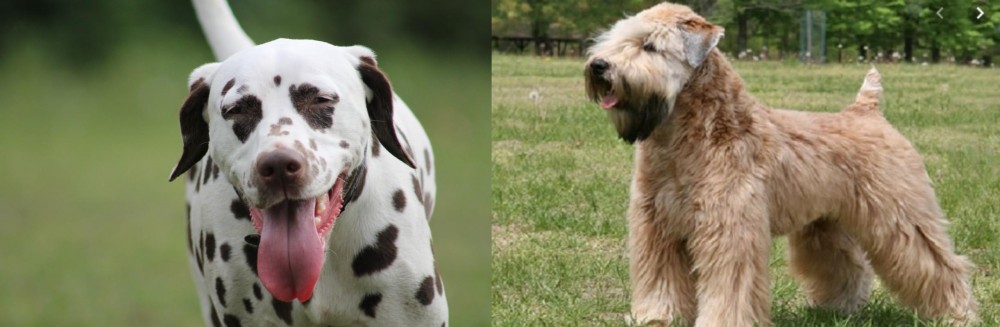Wheaten Terrier vs Dalmatian - Breed Comparison