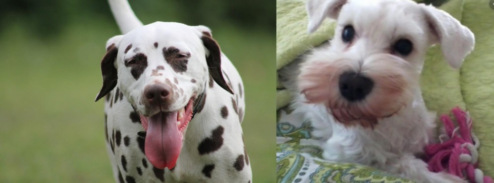 White Schnauzer vs Dalmatian - Breed Comparison