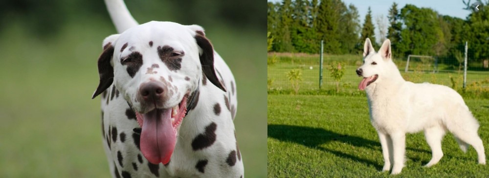 White Shepherd vs Dalmatian - Breed Comparison