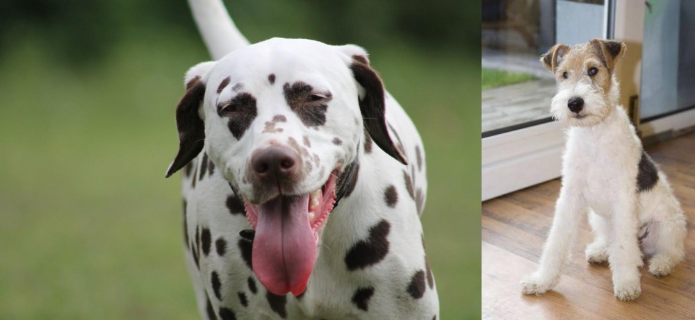 Wire Fox Terrier vs Dalmatian - Breed Comparison