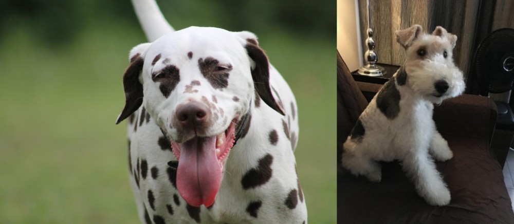 Wire Haired Fox Terrier vs Dalmatian - Breed Comparison