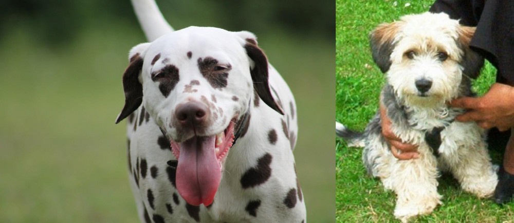 Yo-Chon vs Dalmatian - Breed Comparison