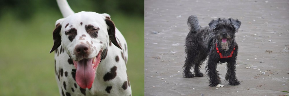 YorkiePoo vs Dalmatian - Breed Comparison