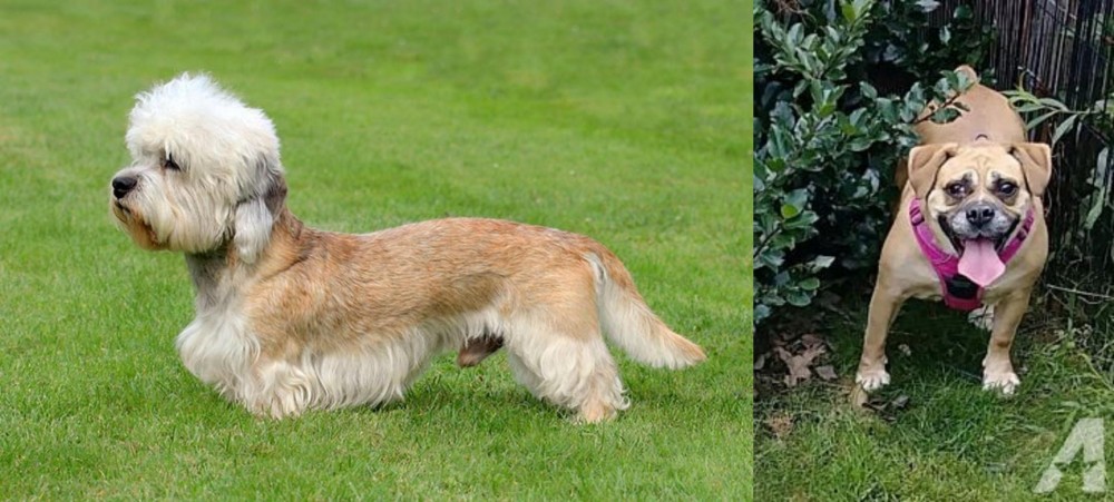 Beabull vs Dandie Dinmont Terrier - Breed Comparison