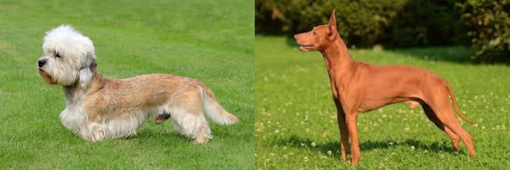 Cirneco dell'Etna vs Dandie Dinmont Terrier - Breed Comparison