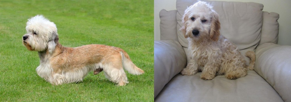 Cockachon vs Dandie Dinmont Terrier - Breed Comparison