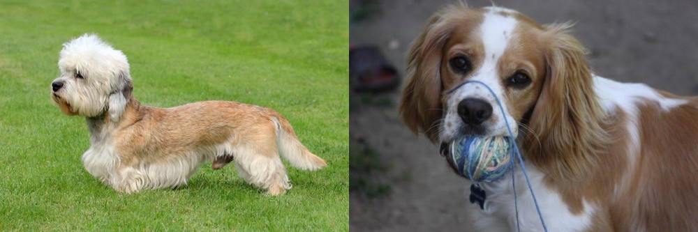 Cockalier vs Dandie Dinmont Terrier - Breed Comparison