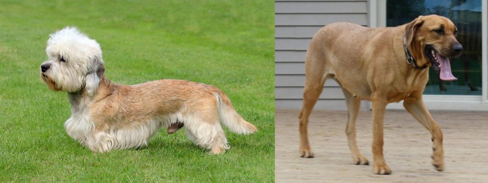 Danish Broholmer vs Dandie Dinmont Terrier - Breed Comparison