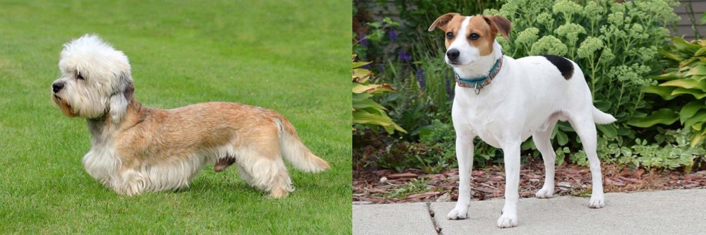 Danish Swedish Farmdog vs Dandie Dinmont Terrier - Breed Comparison