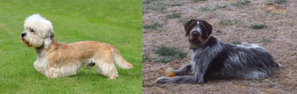 Deutsch Drahthaar vs Dandie Dinmont Terrier - Breed Comparison