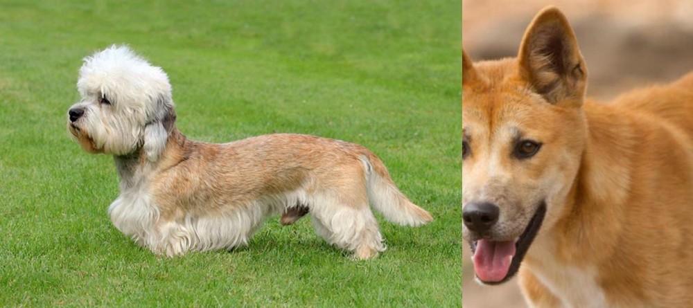Dingo vs Dandie Dinmont Terrier - Breed Comparison