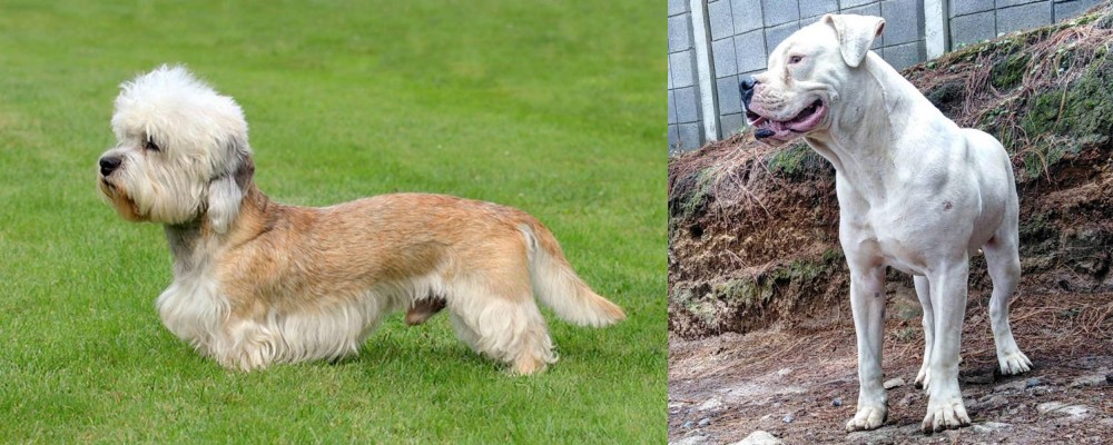 Dogo Guatemalteco vs Dandie Dinmont Terrier - Breed Comparison