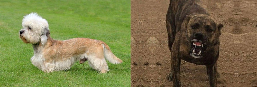 Dogo Sardesco vs Dandie Dinmont Terrier - Breed Comparison