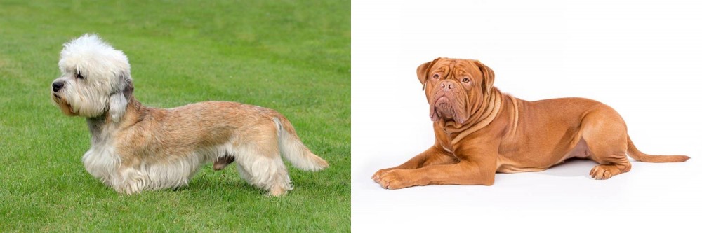 Dogue De Bordeaux vs Dandie Dinmont Terrier - Breed Comparison