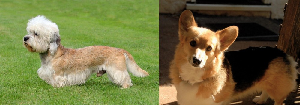 Dorgi vs Dandie Dinmont Terrier - Breed Comparison