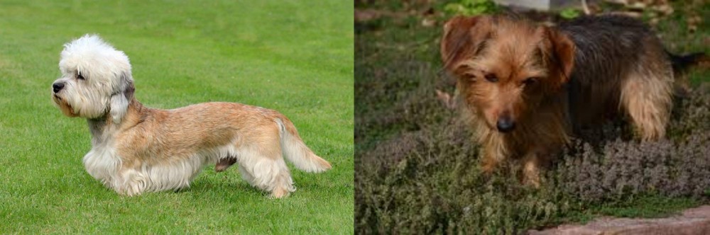 Dorkie vs Dandie Dinmont Terrier - Breed Comparison