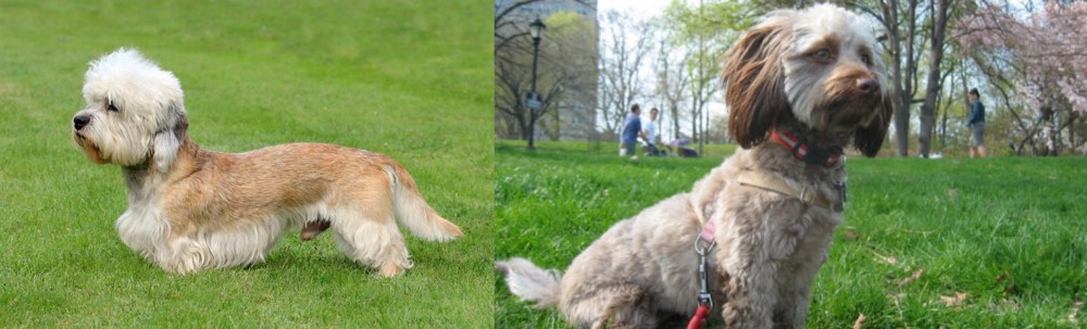 Doxiepoo vs Dandie Dinmont Terrier - Breed Comparison