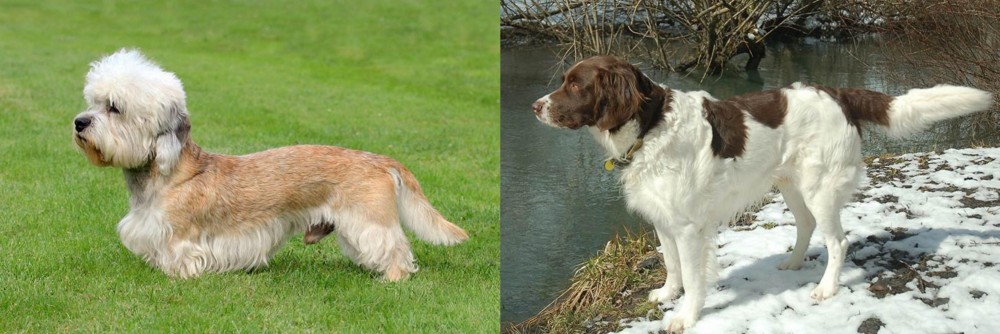 Drentse Patrijshond vs Dandie Dinmont Terrier - Breed Comparison