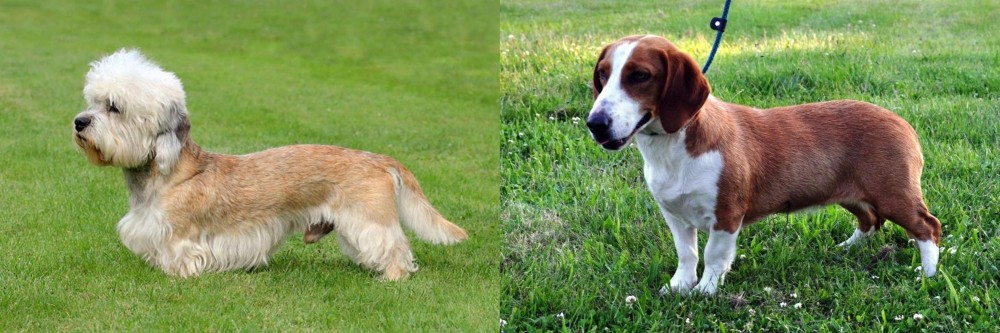 Drever vs Dandie Dinmont Terrier - Breed Comparison