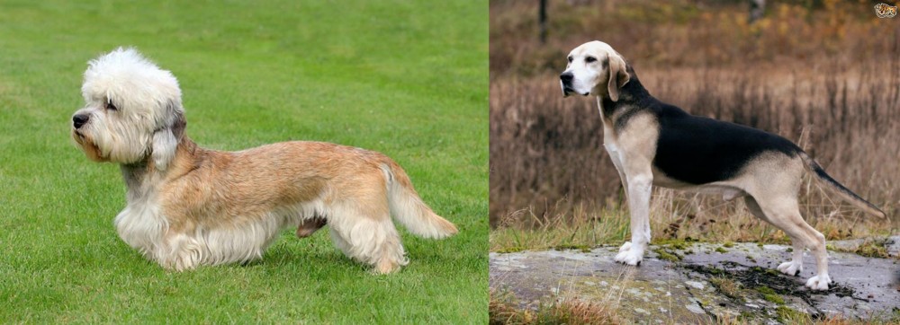 Dunker vs Dandie Dinmont Terrier - Breed Comparison