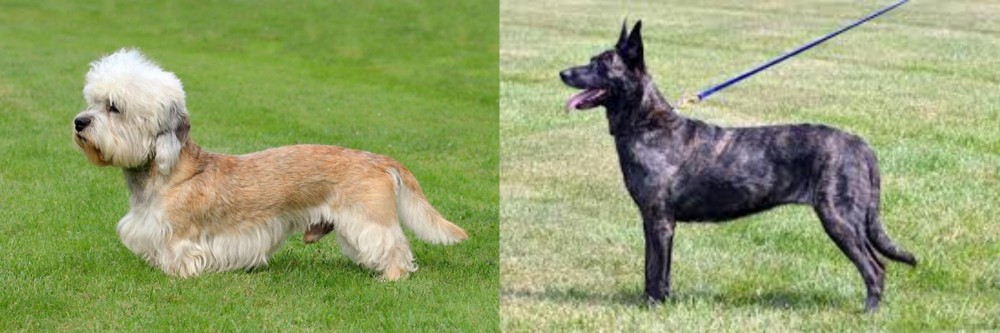 Dutch Shepherd vs Dandie Dinmont Terrier - Breed Comparison