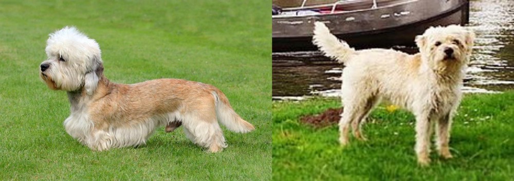 Dutch Smoushond vs Dandie Dinmont Terrier - Breed Comparison