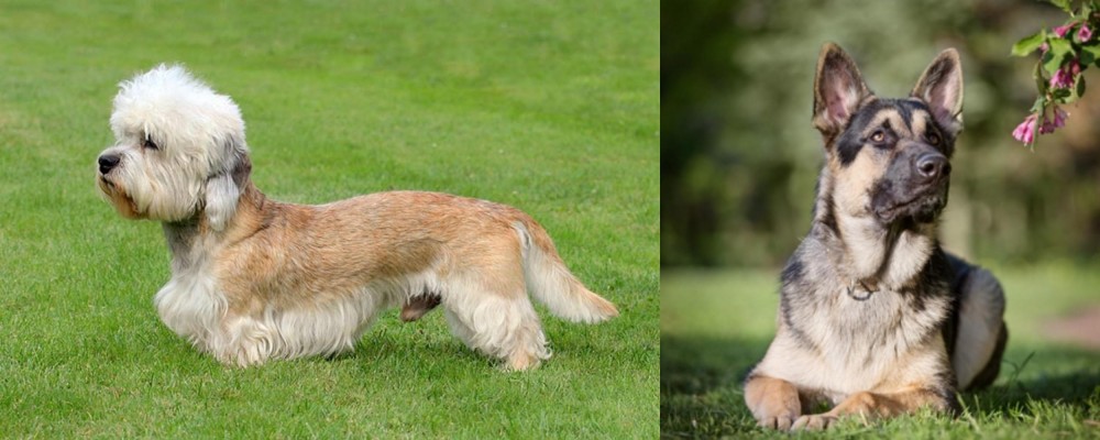 East European Shepherd vs Dandie Dinmont Terrier - Breed Comparison