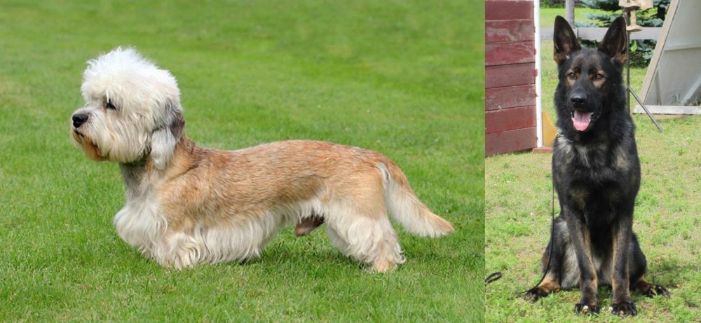 East German Shepherd vs Dandie Dinmont Terrier - Breed Comparison