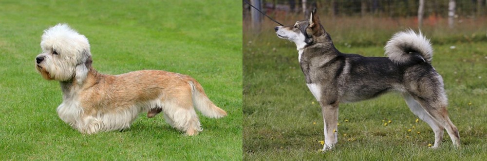 East Siberian Laika vs Dandie Dinmont Terrier - Breed Comparison