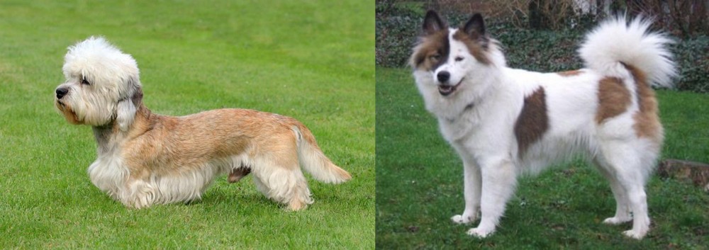 Elo vs Dandie Dinmont Terrier - Breed Comparison