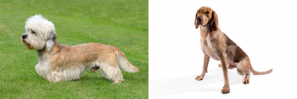 English Coonhound vs Dandie Dinmont Terrier - Breed Comparison