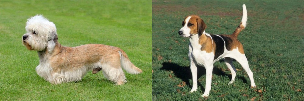 English Foxhound vs Dandie Dinmont Terrier - Breed Comparison