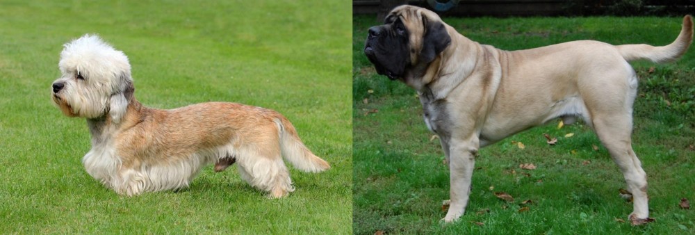 English Mastiff vs Dandie Dinmont Terrier - Breed Comparison