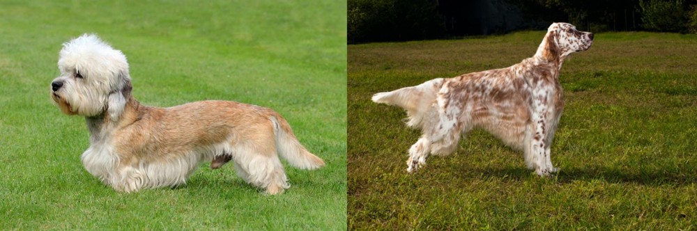 English Setter vs Dandie Dinmont Terrier - Breed Comparison